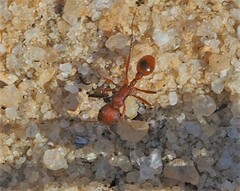 Pogonomyrmex badius