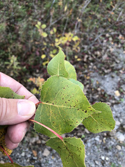 Populus deltoides