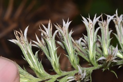 Liatris hesperelegans