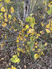 Populus deltoides