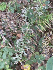 Liatris hesperelegans