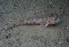 Istigobius hoesei