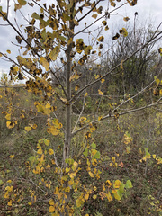 Populus deltoides