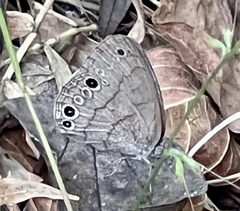 Hermeuptychia sosybius