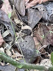Hermeuptychia sosybius