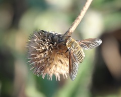 Poecilanthrax lucifer