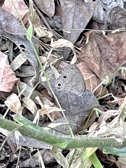 Hermeuptychia sosybius