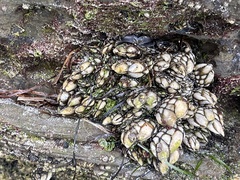 Pollicipes polymerus