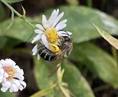 Colletes