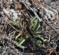 Cirsium repandum
