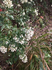 Baccharis halimifolia