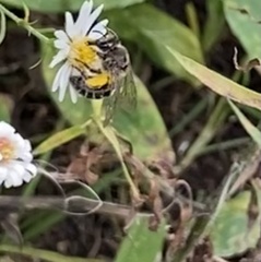 Colletes