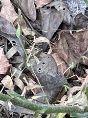 Hermeuptychia sosybius