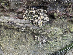 Pollicipes polymerus