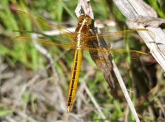 Libellula needhami