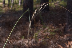 Sorghastrum elliottii