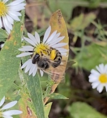 Colletes