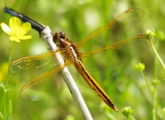 Libellula needhami