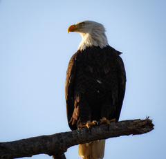 Haliaeetus leucocephalus