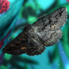 Melanodes anthracitaria