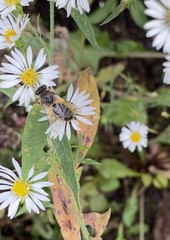 Colletes