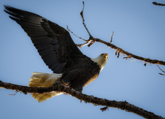 Haliaeetus leucocephalus