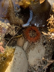 Anthopleura artemisia