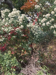 Baccharis halimifolia