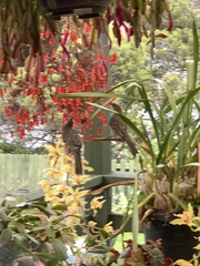 Anthochaera chrysoptera