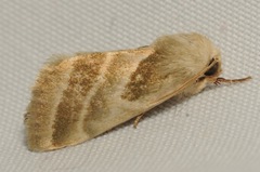 Schinia trifascia