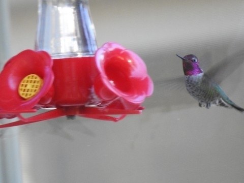 Anna's Hummingbird photographed in North Dakota