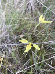 Diuris
