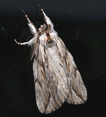 Ecnomodes sagittaria