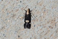 Chionodes phalacra