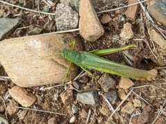 Schistocerca shoshone