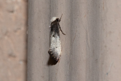 Tinea occidentella