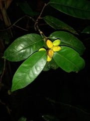 Rutaceae