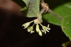 Smilax pumila