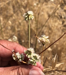 Eriogonum nudum nudum