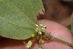Smilax pumila