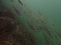 Dinolestes lewini