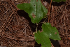 Smilax pumila