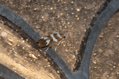 Scythris trivinctella