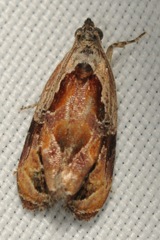 Zomaria interruptolineana