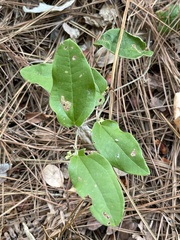 Smilax pumila