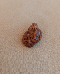 Phasianella ventricosa