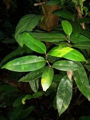 Rutaceae