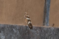 Scythris trivinctella