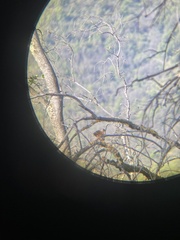 Pteroptochos megapodius