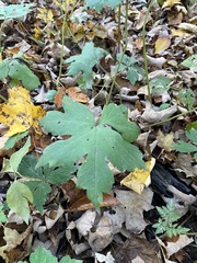 Hydrophyllum virginianum